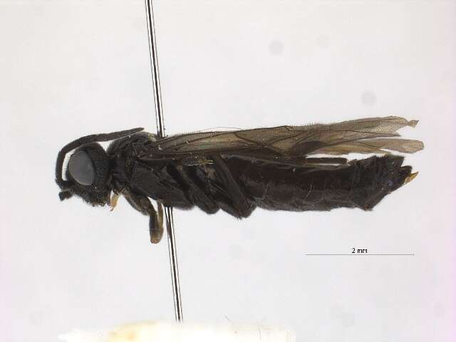 Image of <i>Ametastegia tenera</i>