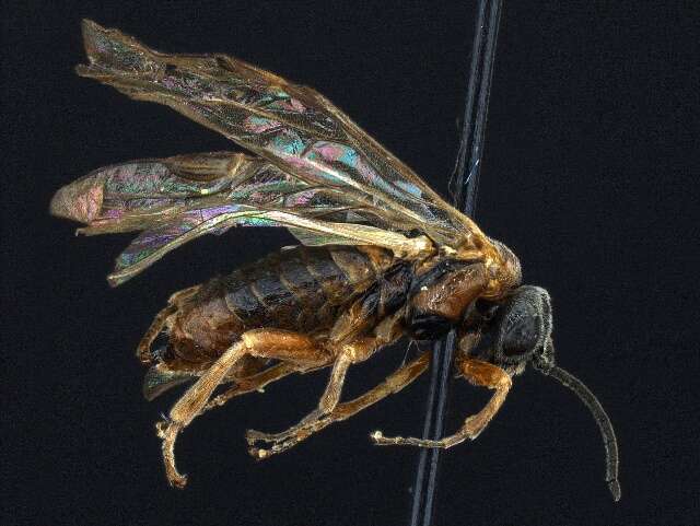 Image of tenthredinid sawflies