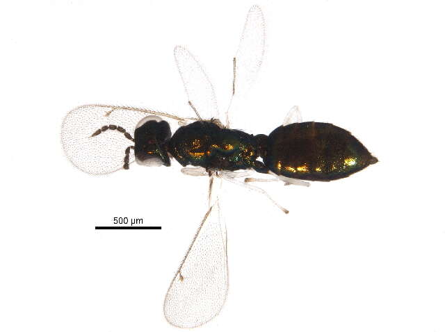 Image of Entedoninae