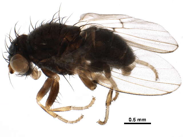 Image of odiniid flies
