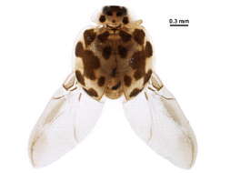 Image de Psyllobora vigintimaculata (Say 1824)