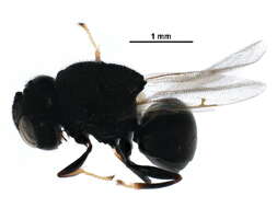 Image of perilampid wasps