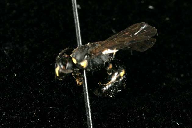 Hylaeus modestus Say 1837 resmi