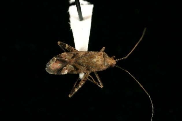 Image of Phytocoris