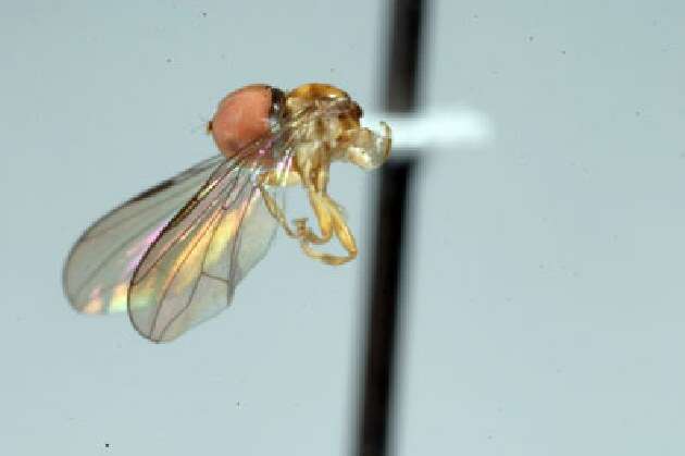 Image of Collinias dolabratus Skevington 2006