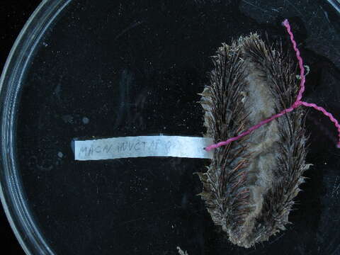 Image of sea mice