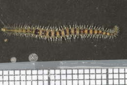 Image of Odontosyllis Claparède 1863