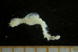 Image of maggot worms