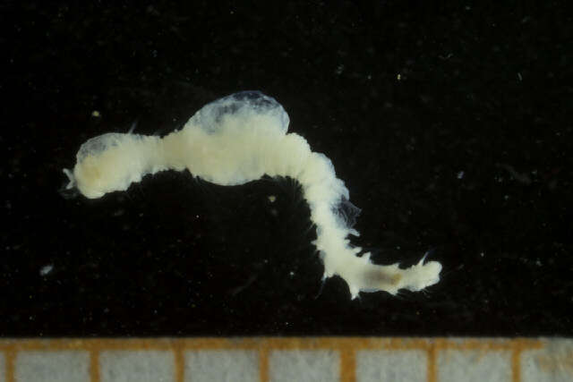 Image of maggot worms