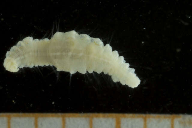 Image of maggot worms