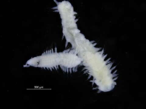 Image of Protodorvillea Pettibone 1961