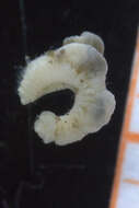 Image of maggot worms