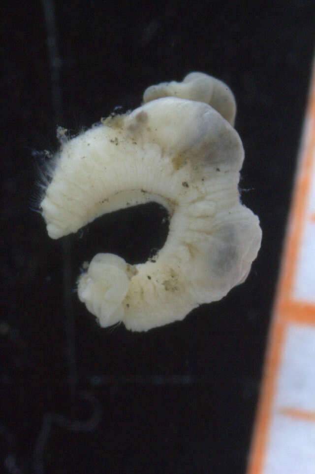 Image of maggot worms