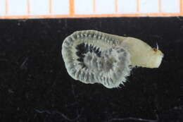 Image of Pilargidae