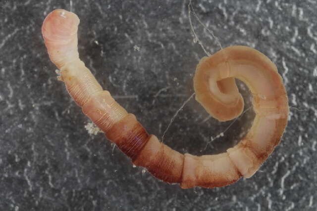 Image of bamboo worms