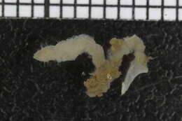 Image of maggot worms