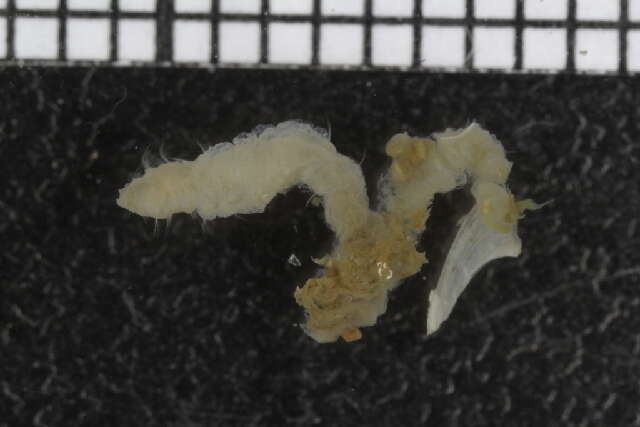 Image of maggot worms
