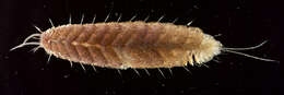 Image of Polynoinae