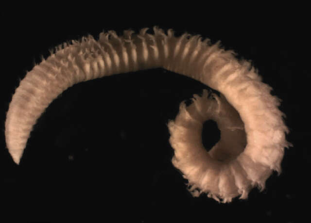 Image of Leitoscoloplos Day 1977