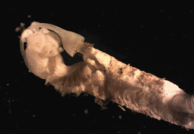 Image of Hydroides Gunnerus 1768