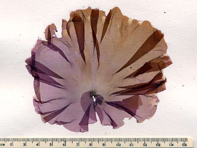 Image of Pyropia leucosticta