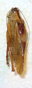 Image of katydid