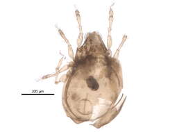 Ceratozetidae Jacot 1925 resmi