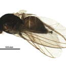 Image of Chromatomyia tiarellae Griffiths 1972