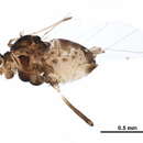 Image of Aphid