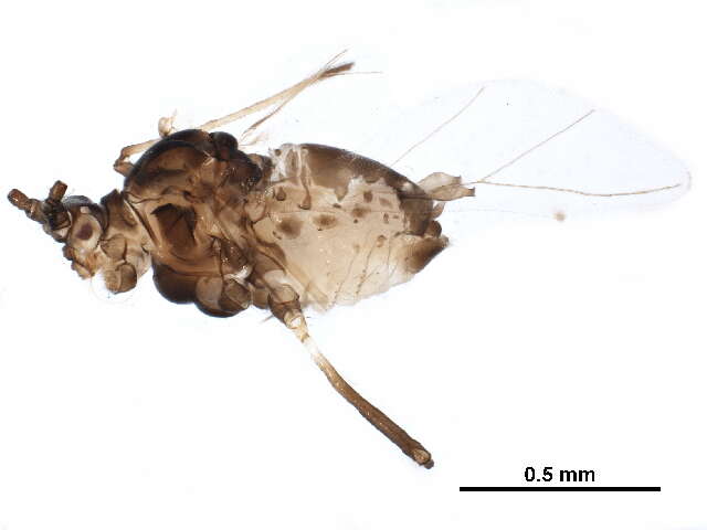 Image of Aphid