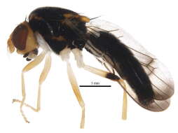 Image of rust flies