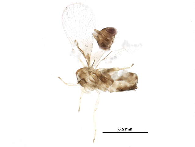 Image of Trichogramma