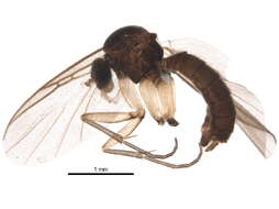 Image of Ectrepesthoneura