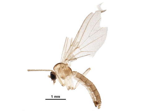 Image of Diadocidiidae