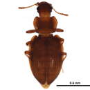 صورة <i>Enicmus cordatus</i>