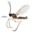 Image of <i>Corynoptera subparvula</i>