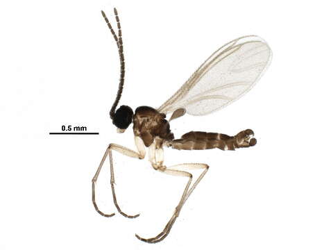 Image of <i>Corynoptera subparvula</i>