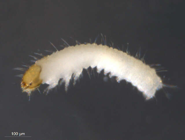 Image of Brown-dotted Clothes Moth