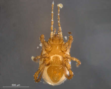 Image of Mite