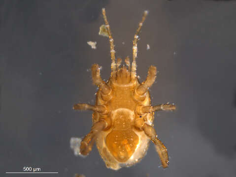 Image of Mite