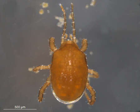 Image of Mite