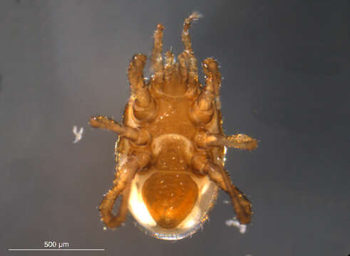 Image of Mite