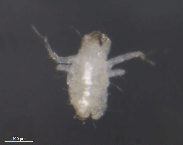 Image of <i>Cheyletus malaccensis</i>
