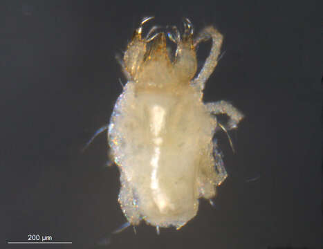 Image of <i>Cheyletus malaccensis</i>