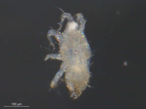 Image of <i>Cheyletus malaccensis</i>