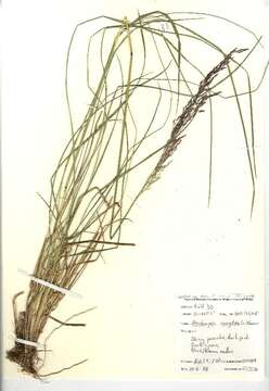 Image of Tufted Hair-grass