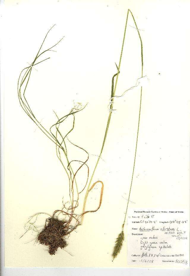 Plancia ëd Anthoxanthum odoratum L.