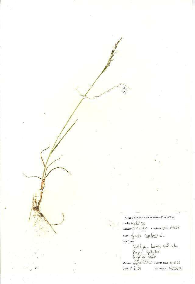 Image of Colonial bent(grass)