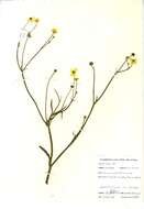 Image of Lesser Spearwort