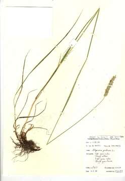 Image of meadow foxtail